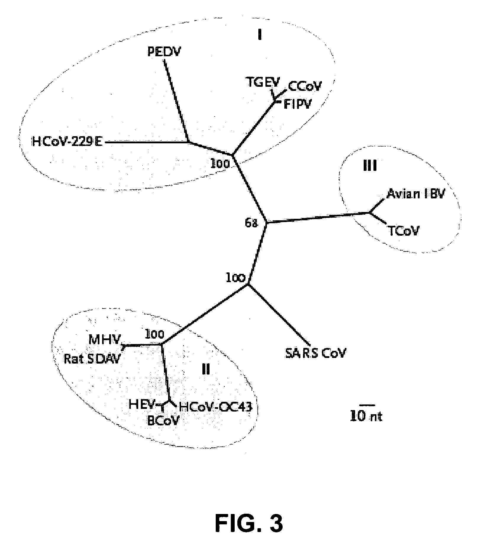 Coronavirus isolated from humans