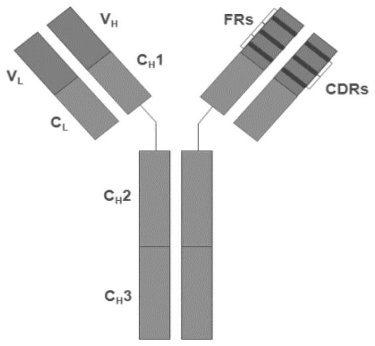 Application of humanized antibody for resisting 4-1BB