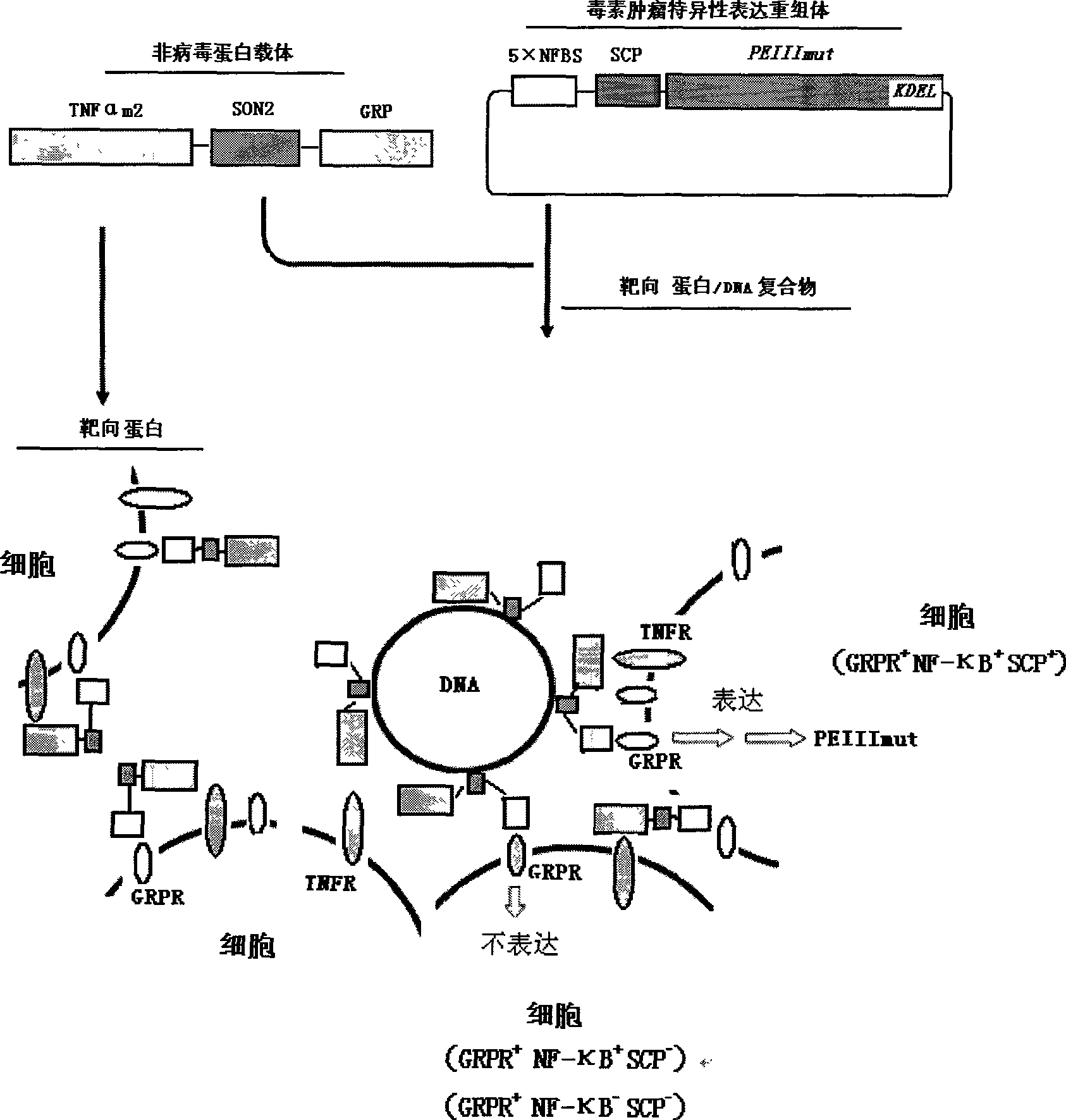 Type T non--viral vector and composite medicament containing the same