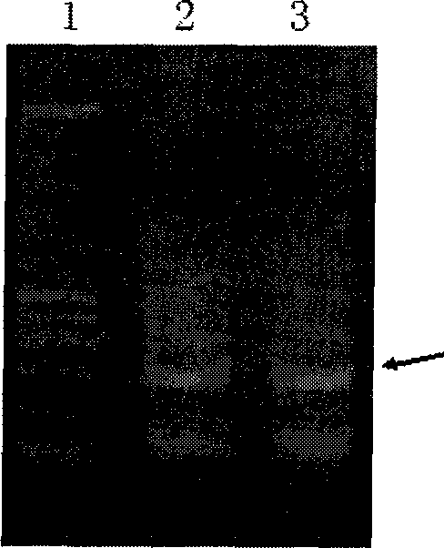 Type T non--viral vector and composite medicament containing the same