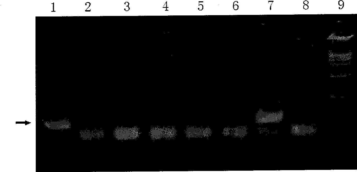 Type T non--viral vector and composite medicament containing the same