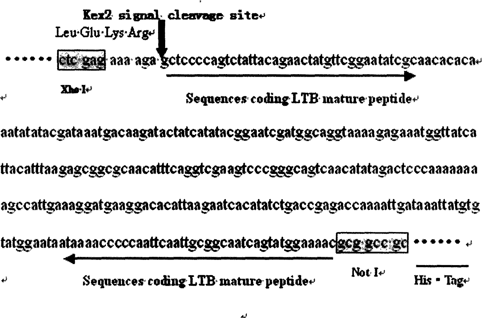 Eukaryon expression of coli heat-sensitive toxin B subunit