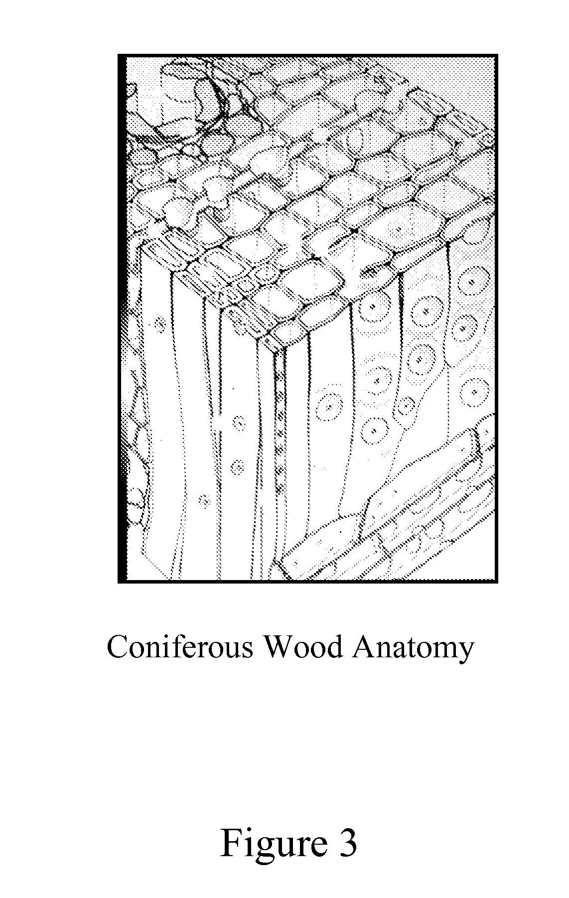 Fluoro-compound water repellent composition for wood product dimensional stability