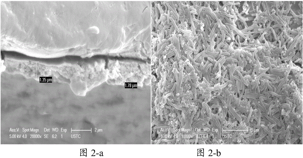 Complex microbial community and application thereof in alcohol production by syngas fermentation