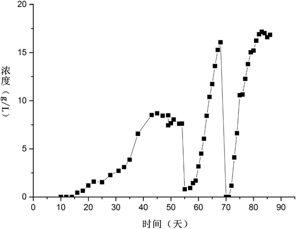 Complex microbial community and application thereof in alcohol production by syngas fermentation