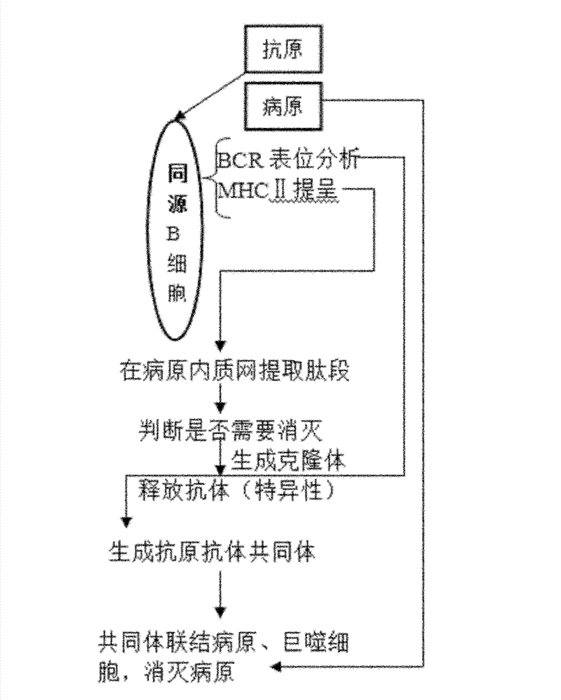 Automatic protection method for computer virus