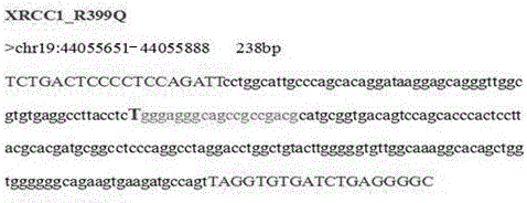 Primer and method for detecting XRCC1 gene polymorphism