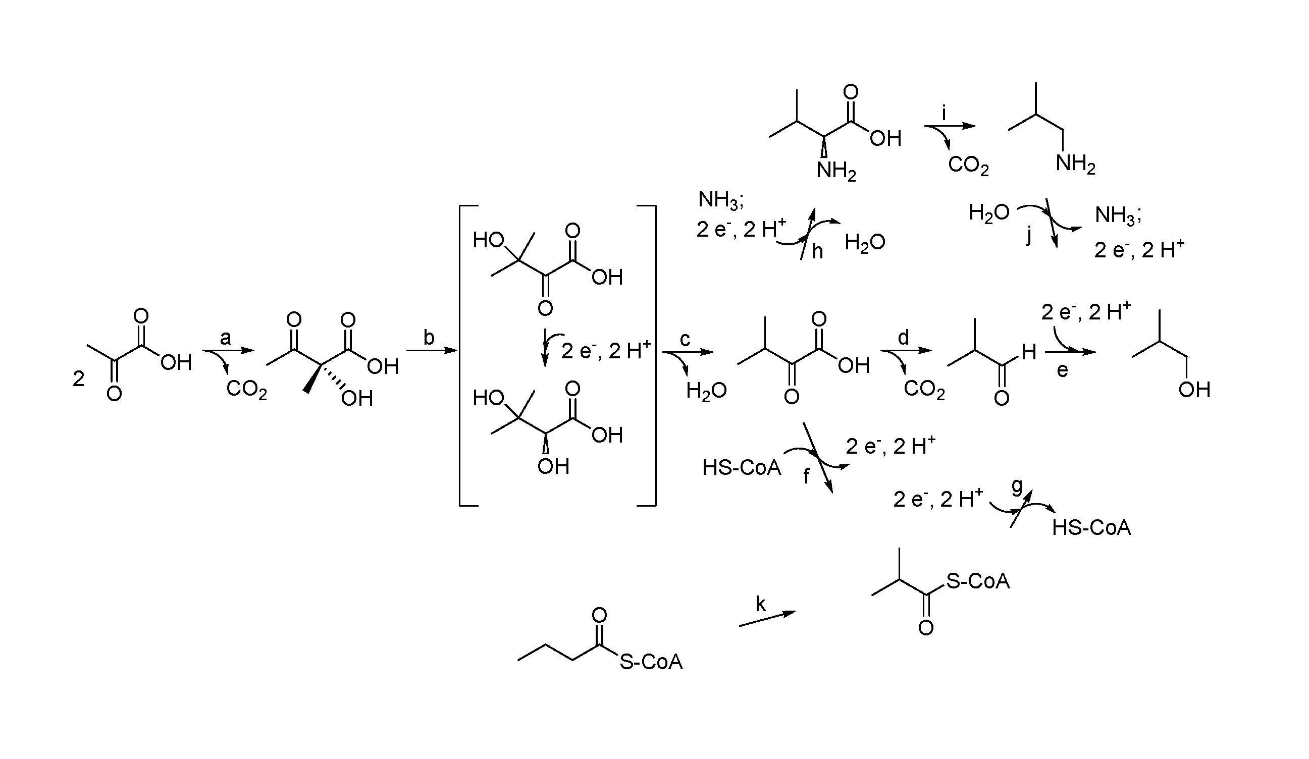 Isobutanol tolerance in yeast with an altered lipid profile