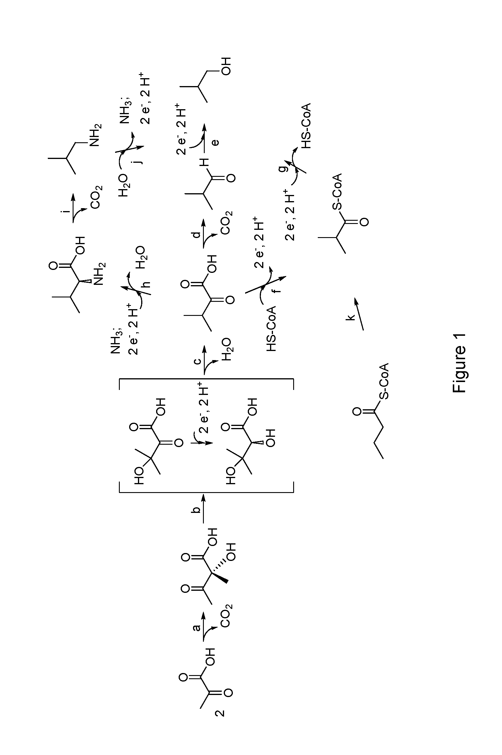 Isobutanol tolerance in yeast with an altered lipid profile