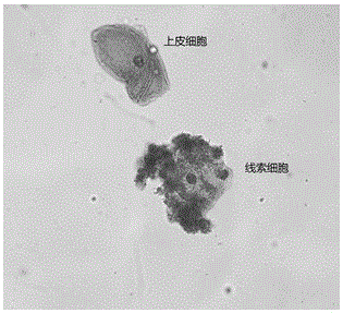 Vaginal secretion staining fluid, and preparation method and staining method thereof