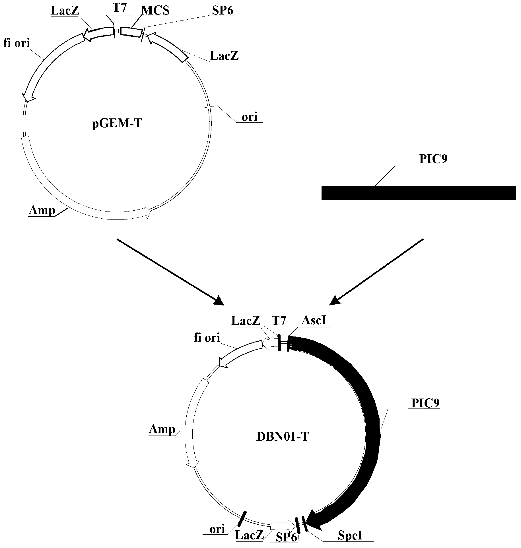 Insecticidal protein, and coding gene and purposes thereof