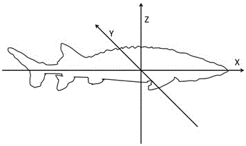 Multi-layer spiral CT identification method for sturgeon gonad