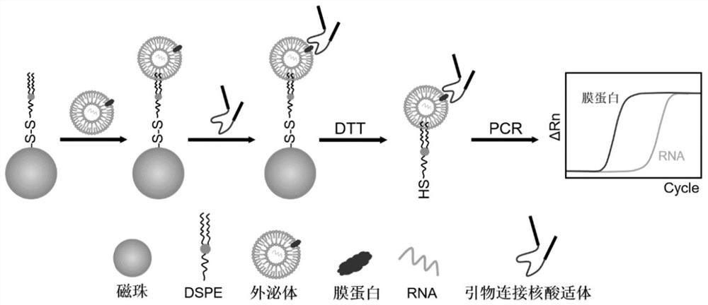 A method for the co-characterization of exosomal membrane markers and RNA based on aptamer immuno-PCR