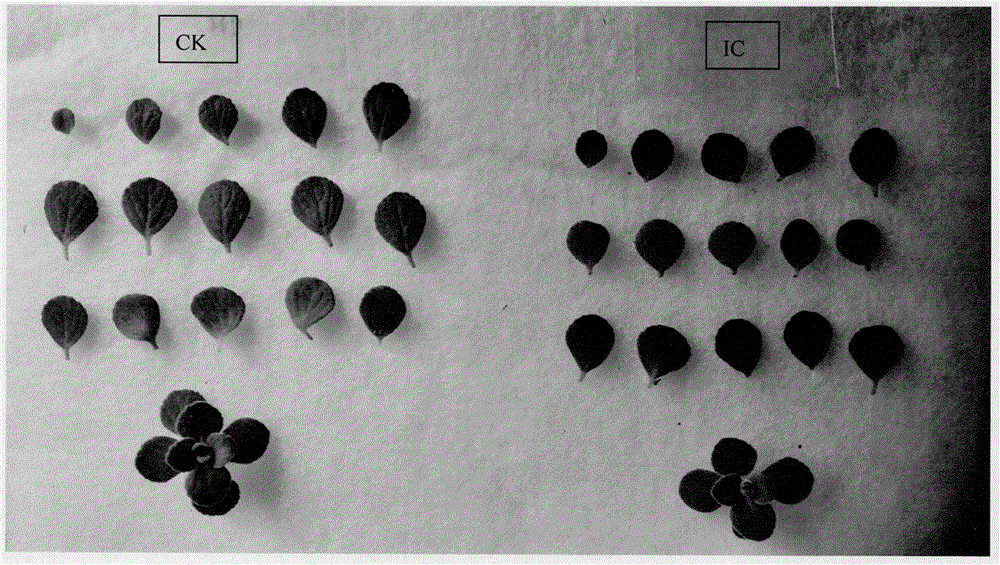 Industrialized cultivation technology of labiatae plant plectranthus tomentosa