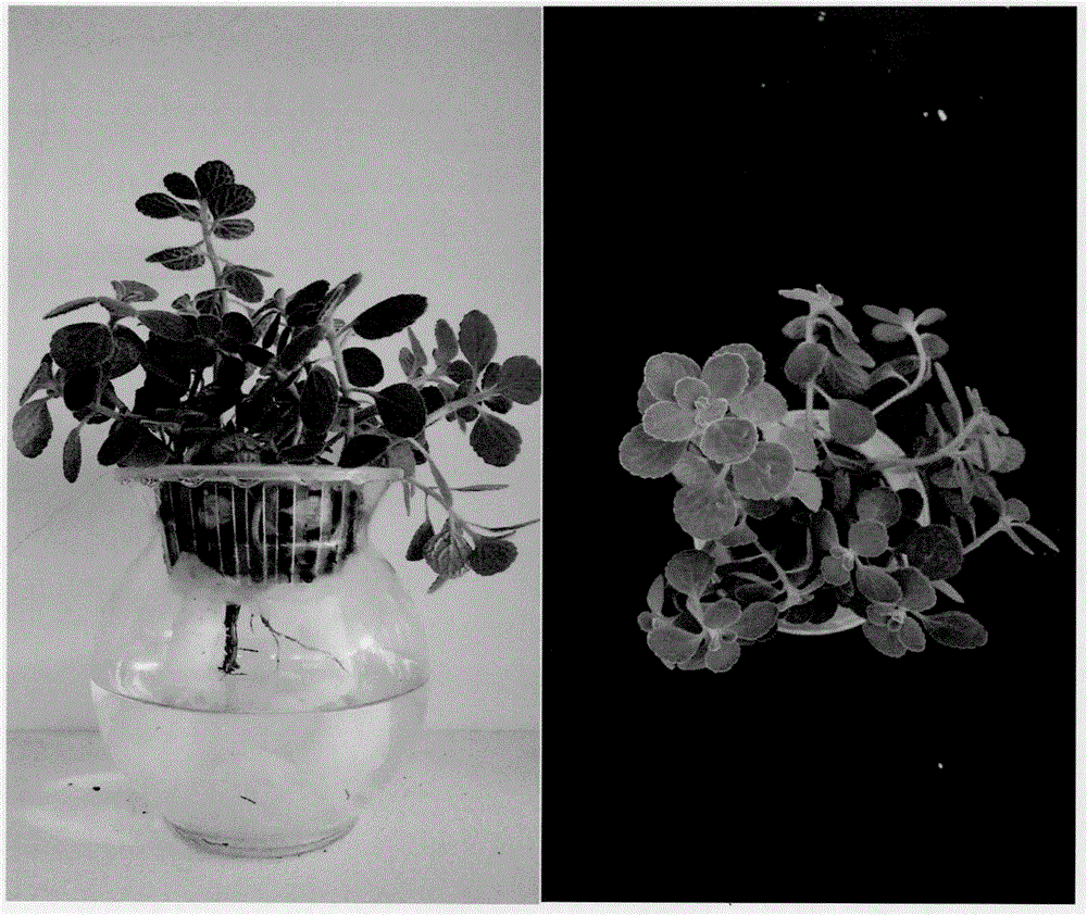 Industrialized cultivation technology of labiatae plant plectranthus tomentosa