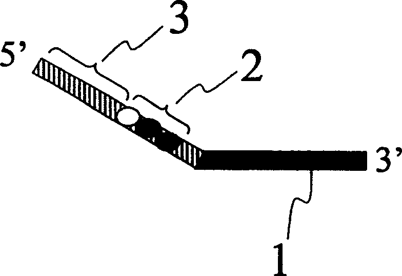 Method for comparing expression amount of idential gene in different origin using base sequence determination method