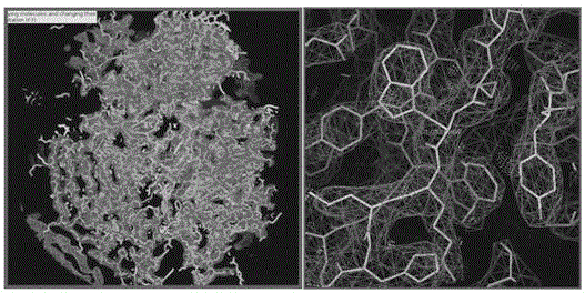 Bovine respiratory syncytial cell virus antigen protein