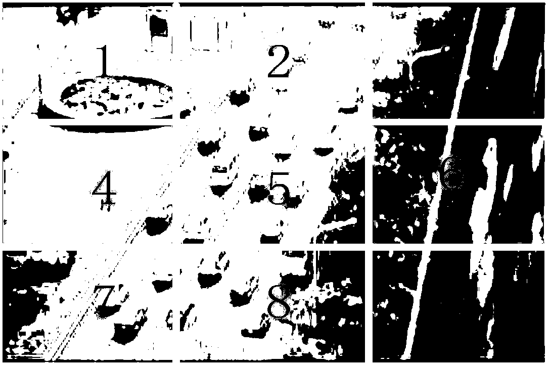 Method, device and system for image classification