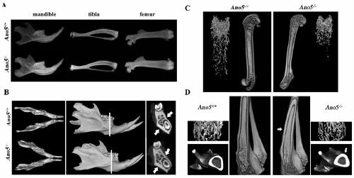 Construction method of Ano5 gene knockout mouse model