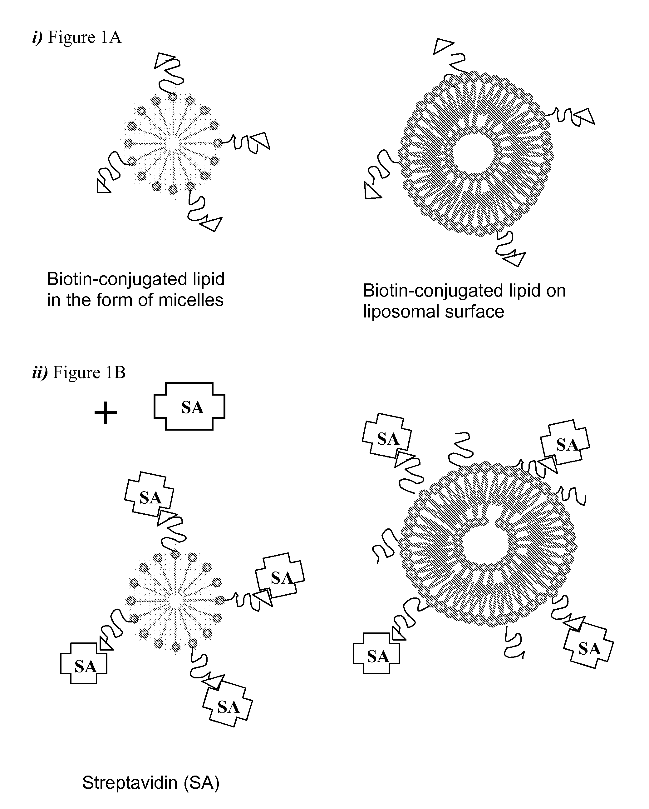 Methods of Preparing Targeted Immunoliposomes