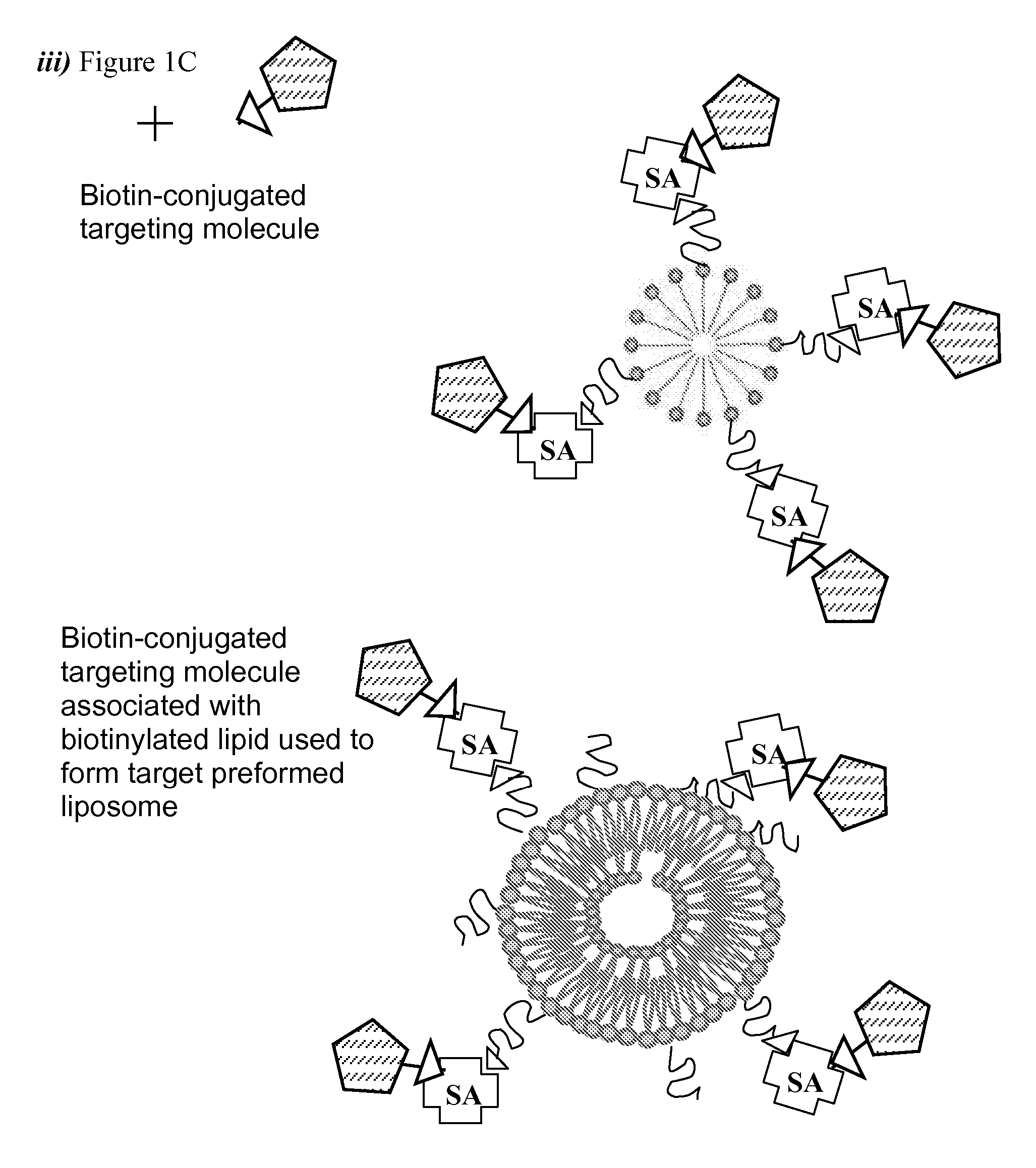 Methods of Preparing Targeted Immunoliposomes