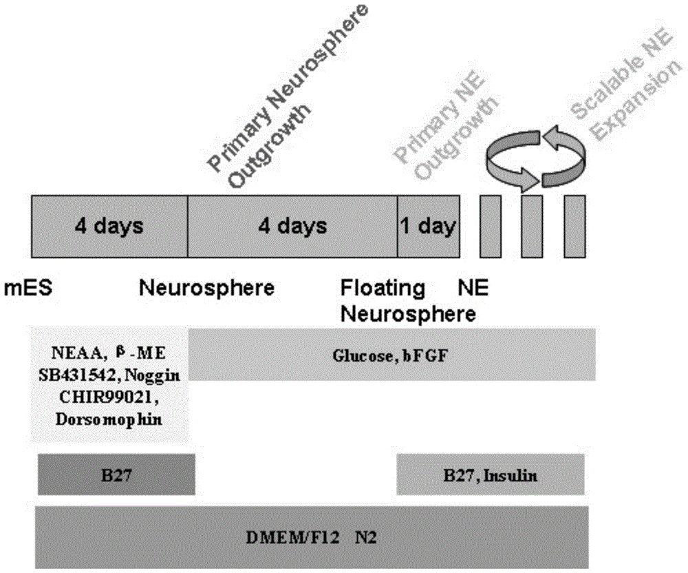 Method for quickly, directly and directionally inducing differentiation from mouse embryonic stem cells to neuroepithelial cells