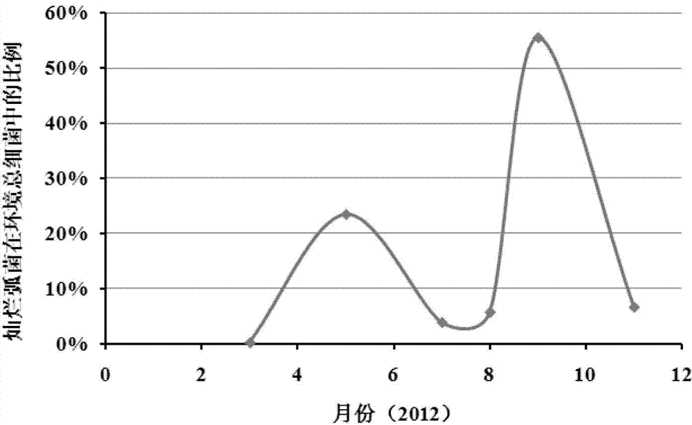 A rapid detection method for pathogenic Vibrio splendidus in scallops