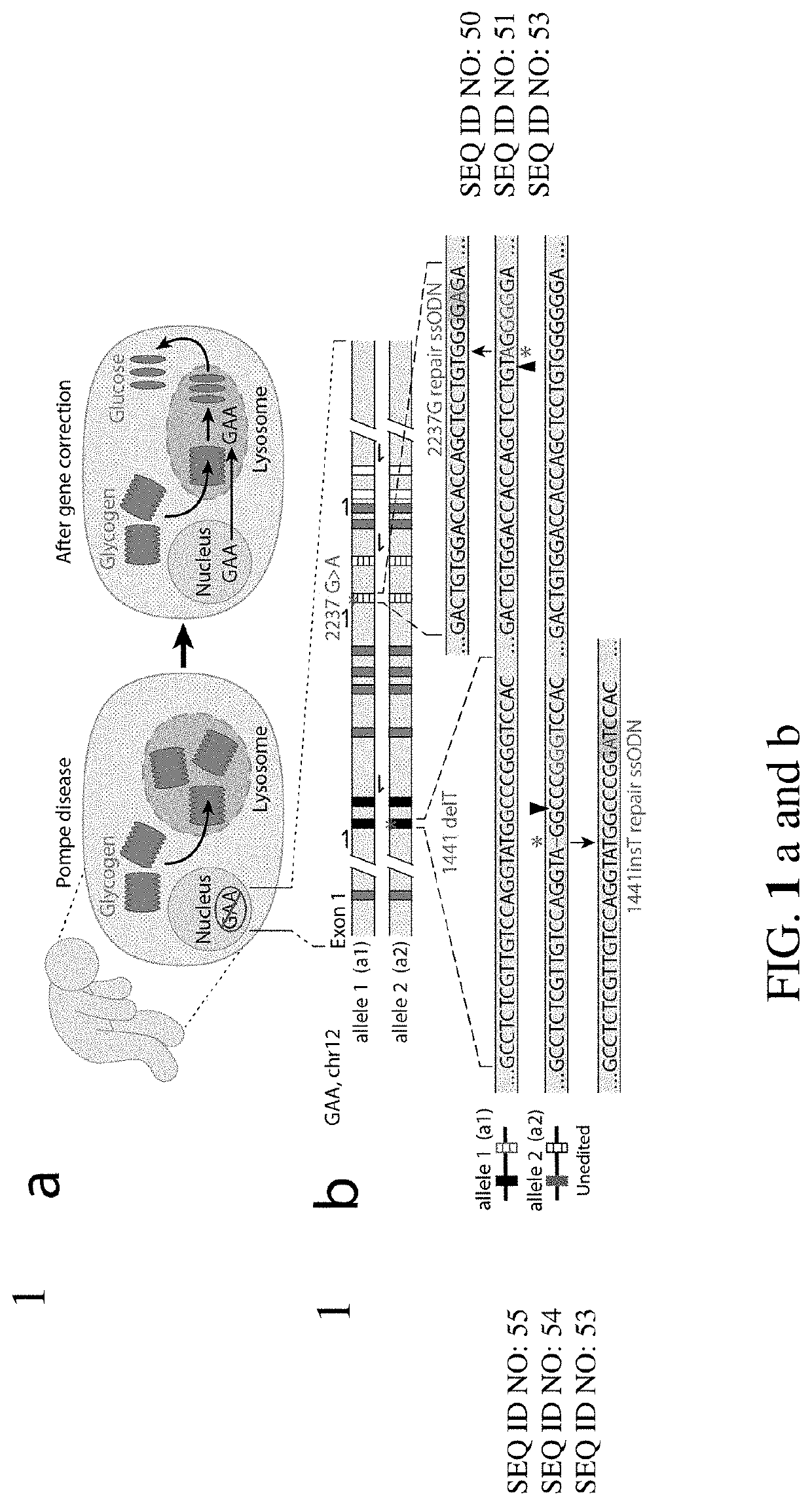 Gene correction of pompe disease and other autosomal recessive disorders via rna-guided nucleases