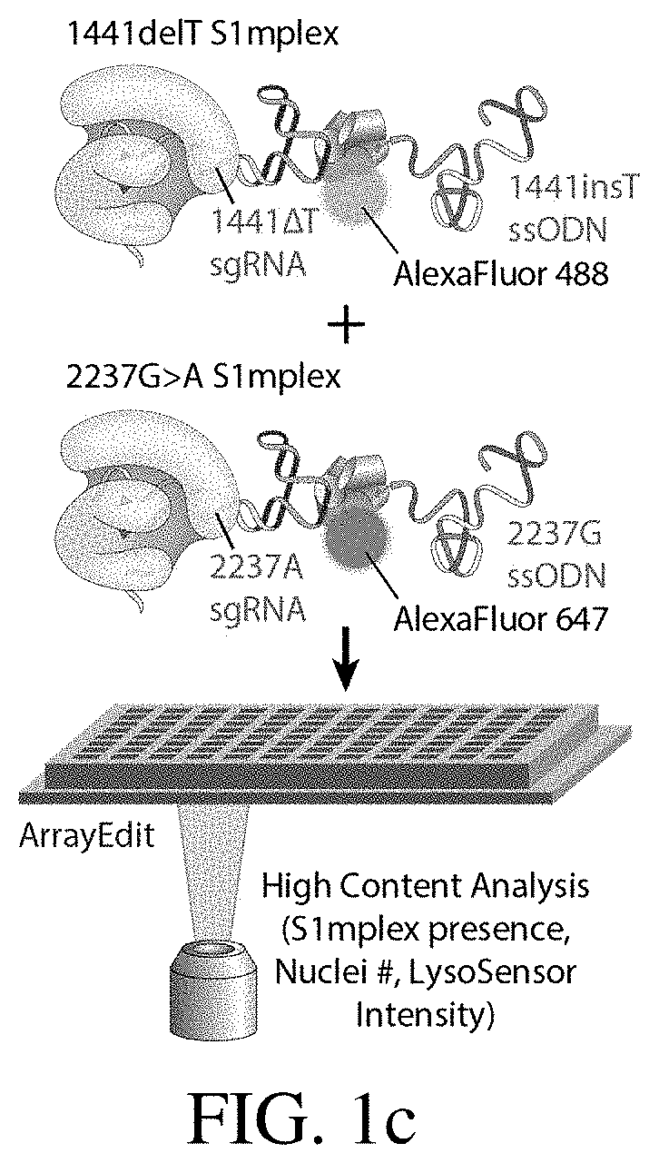 Gene correction of pompe disease and other autosomal recessive disorders via rna-guided nucleases