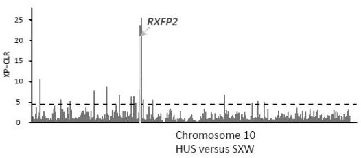 Gene chips, molecular probe combinations, kits and applications for analyzing whether sheep have horns