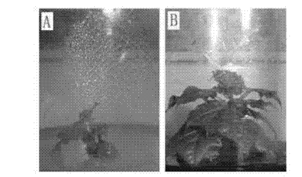 Method for using antibiotic-free selection marker in barbadosnut gene transformation