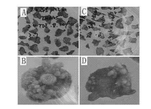 Method for using antibiotic-free selection marker in barbadosnut gene transformation