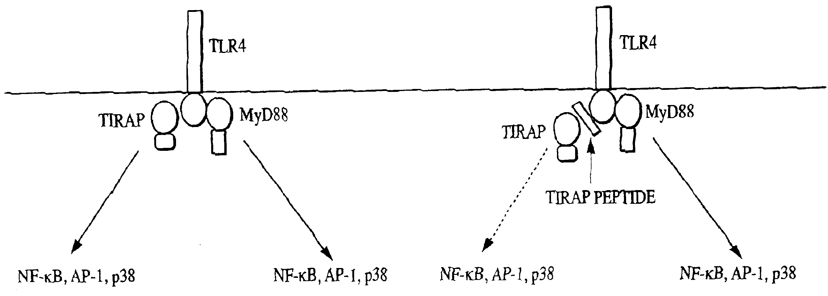 Toll/interleukin-1 receptor adapter protein (TIRAP)