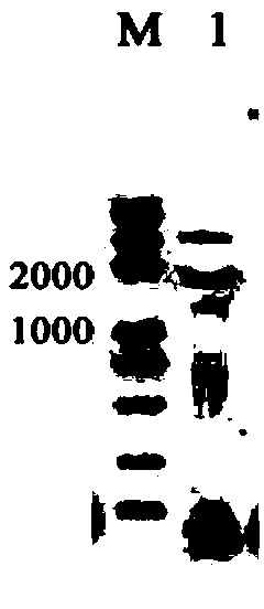 Galactokinase promoter and terminator, and applications thereof