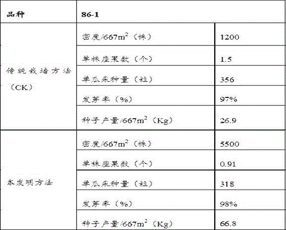 A high-yield cultivation method for Xinjiang Hami melon hybrid seed production and dense planting