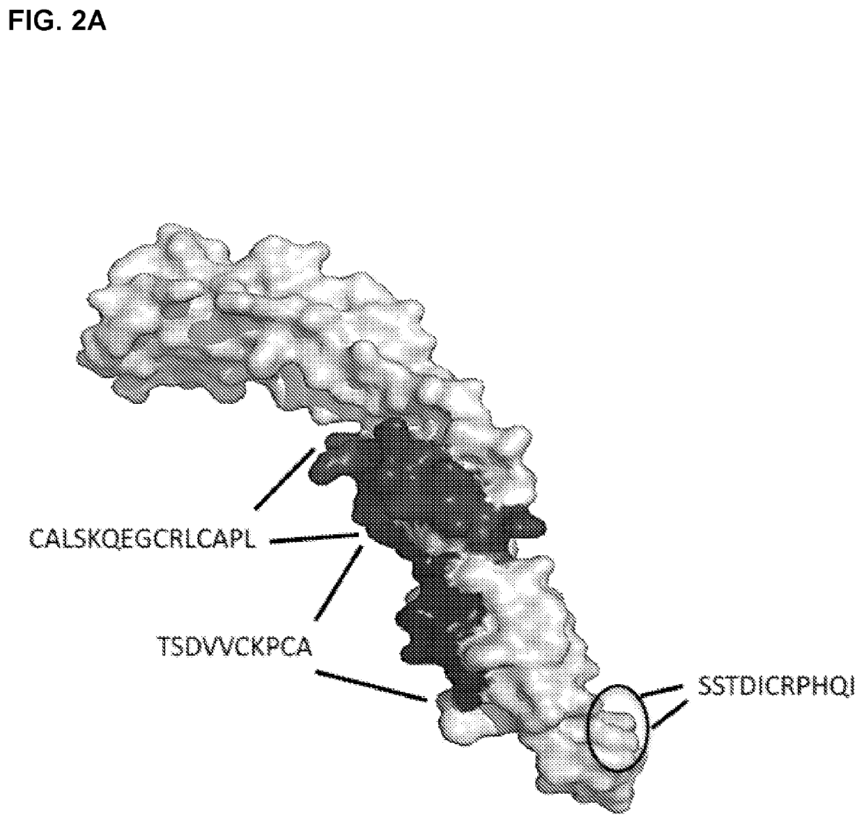 Antagonistic Anti-tumor necrosis factor receptor superfamily polypeptides