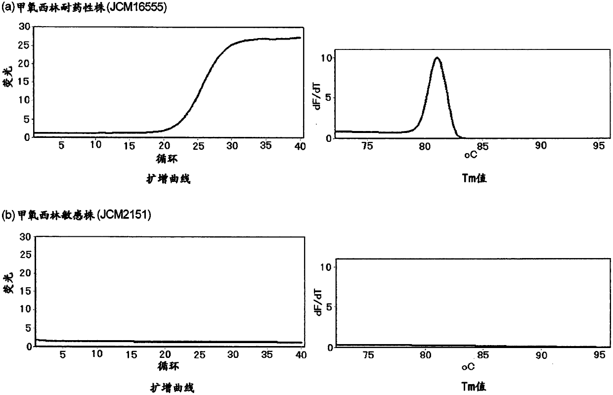 mecA GENE AMPLIFICATION PRIMER PAIR, mecA GENE DETECTION KIT AND mecA GENE DETECTION METHOD