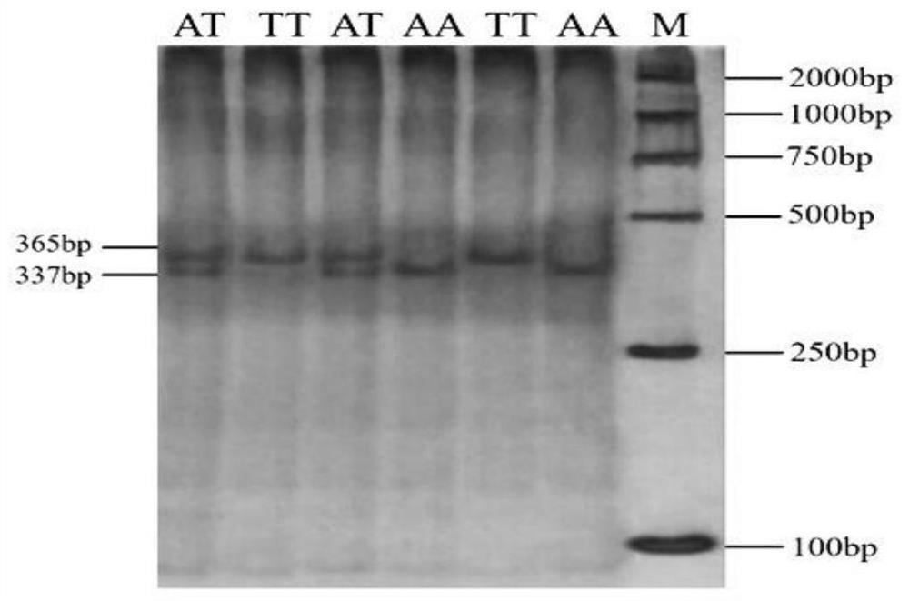 A molecular marker method for predicting and identifying chicken belly fat mass and its application