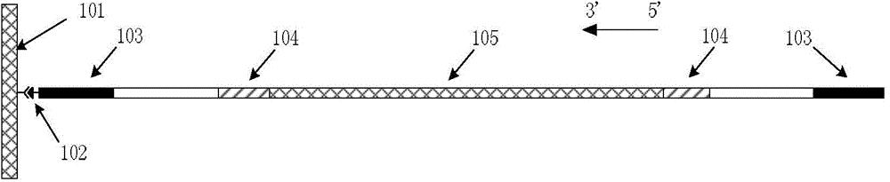 High-flux STR sequence core replication number detection method