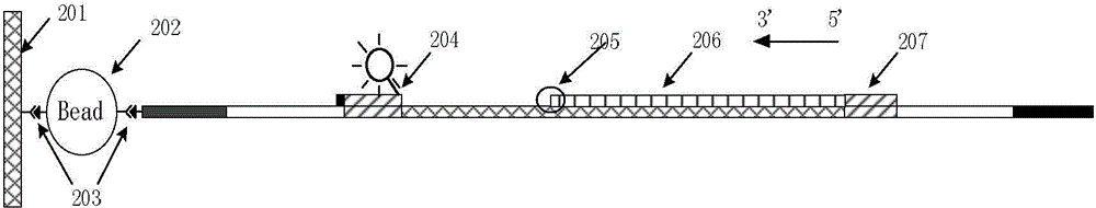 High-flux STR sequence core replication number detection method