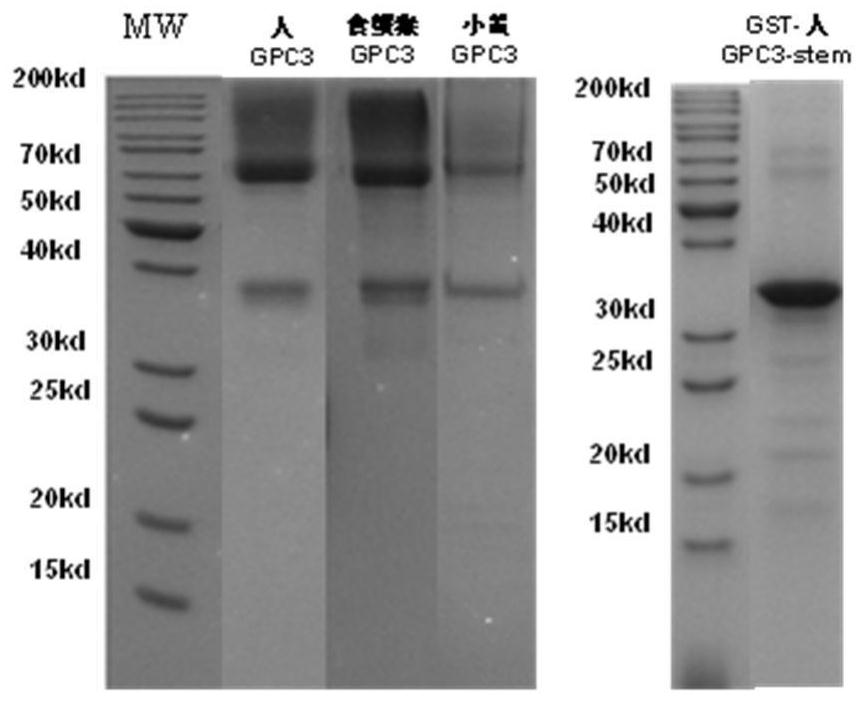 Development and application of novel tumor adapter therapeutic drug