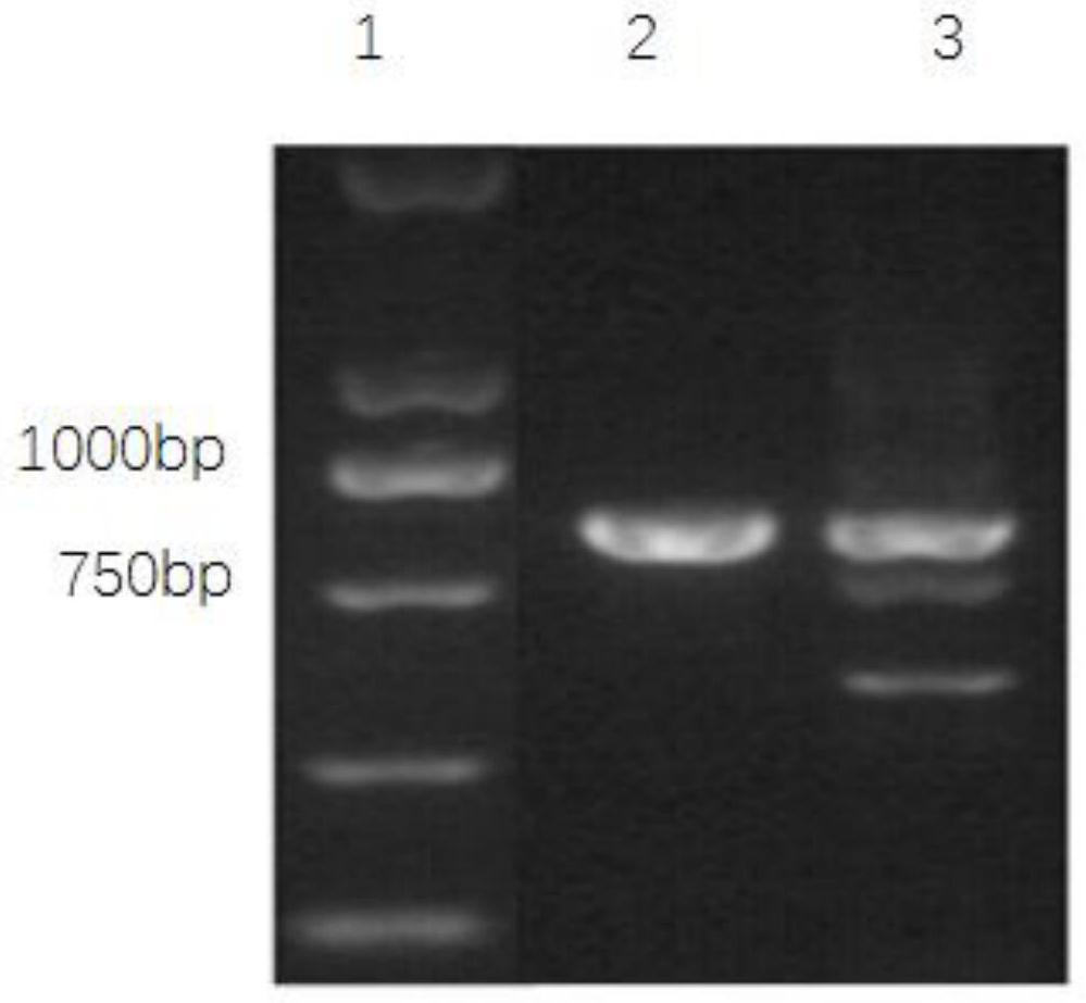 Method for constructing MLH1 gene knockout cell line