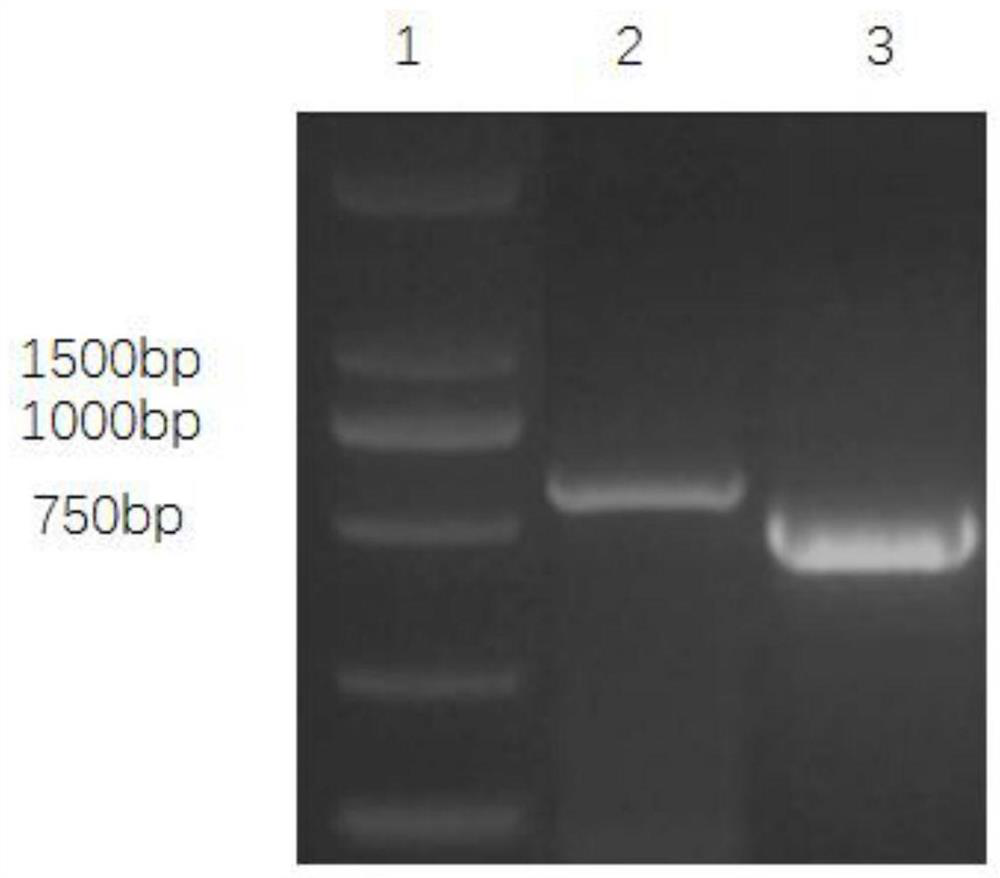 Method for constructing MLH1 gene knockout cell line