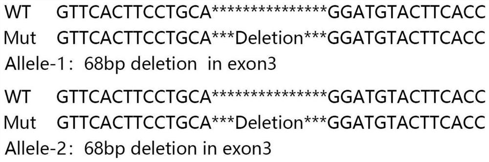 Method for constructing MLH1 gene knockout cell line