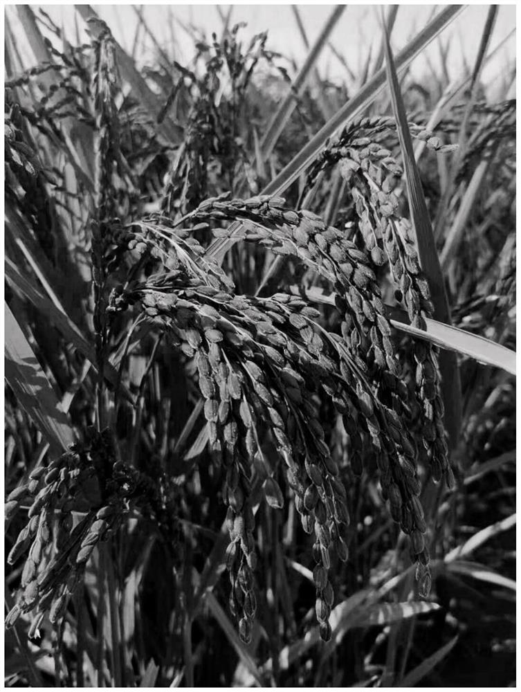 Breeding method of five-color rice carmine rice