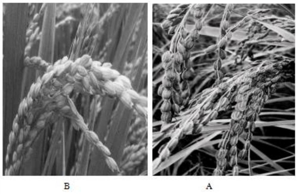 Breeding method of five-color rice carmine rice