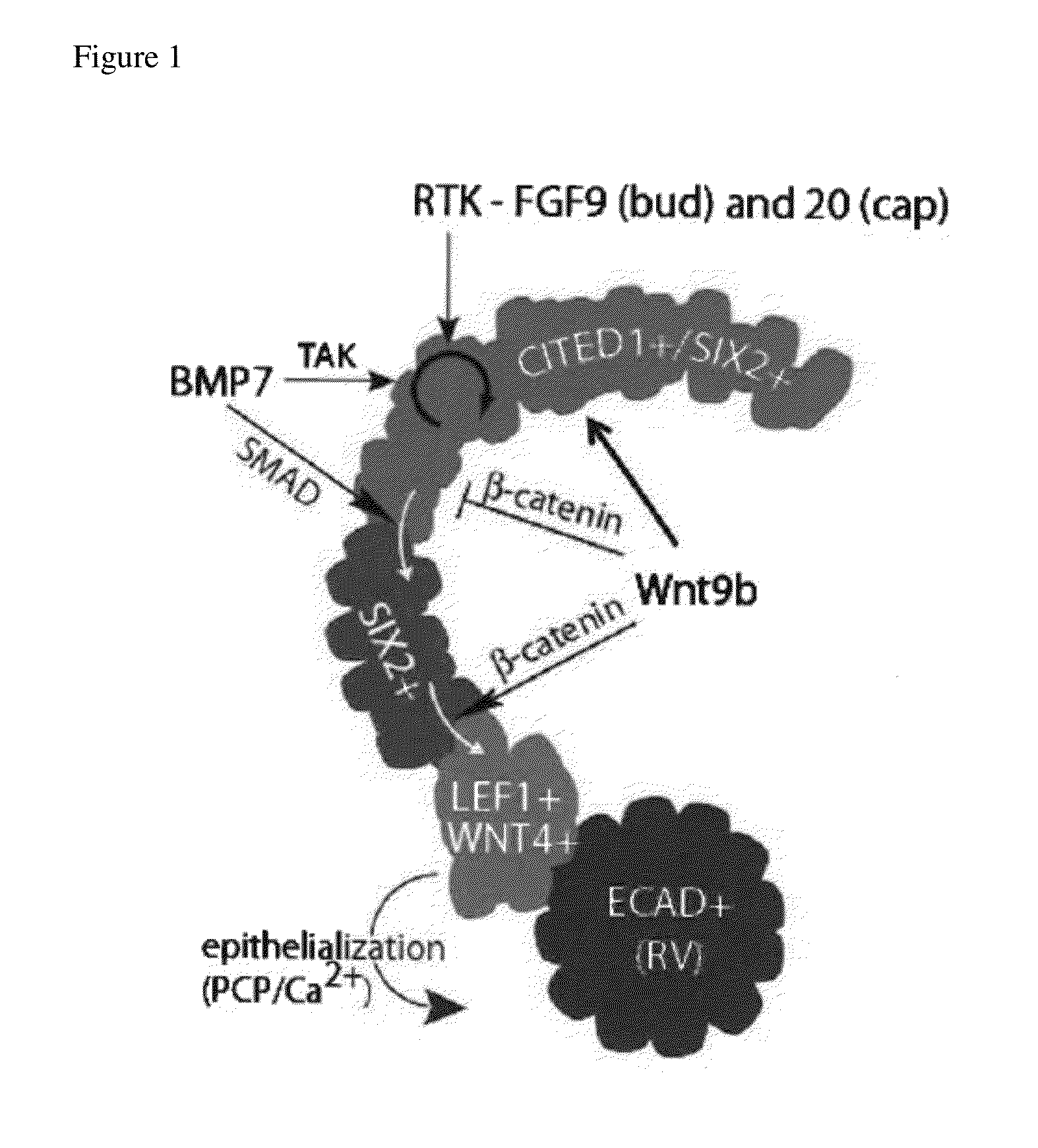 Culture conditions for expansion of nephron progenitor cells