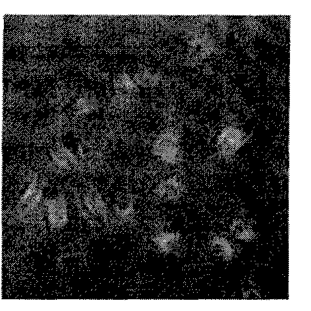 Terpyridyl complex two-photon material with cell development and preparation