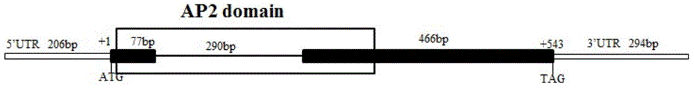 Sweet wormwood AaGTD1 gene as well as coded protein and application thereof