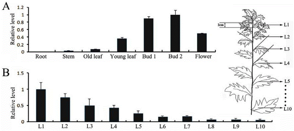 Sweet wormwood AaGTD1 gene as well as coded protein and application thereof